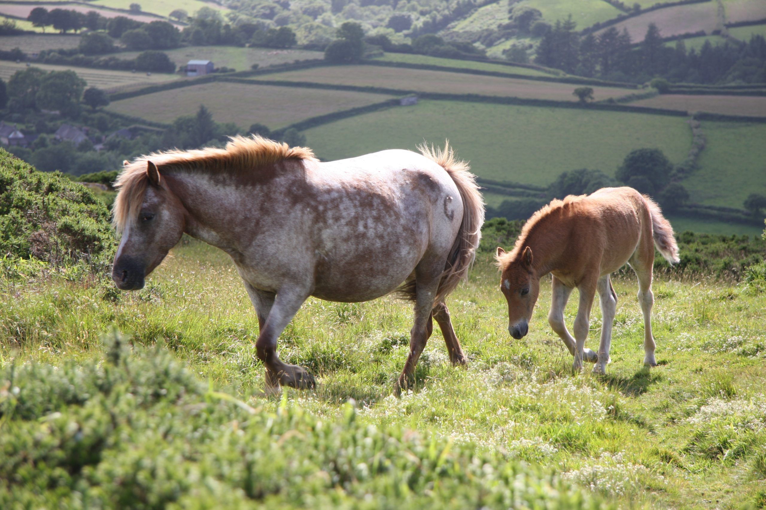 wild horses